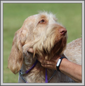 Italian spinone for hot sale rehoming